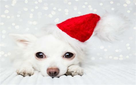 Cute Puppies Christmas Wallpapers - Wallpaper Cave