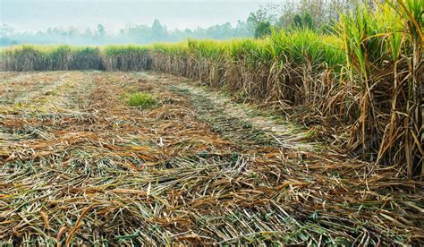 Premium Photo | Harvesting sugarcane in field agriculture concept