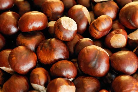 Horse Chestnut Benefits for Your Health | Reader's Digest