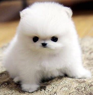 Teacup Pomeranian Rescue | Teacup Pomeranian