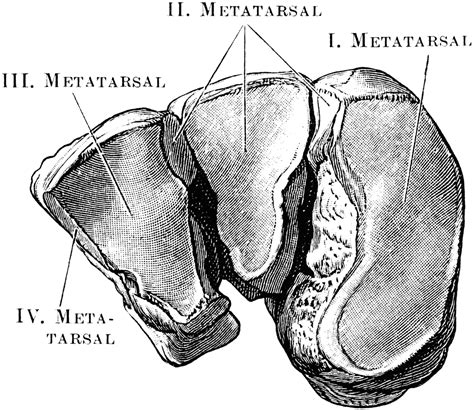 Cuneiform Bones | ClipArt ETC