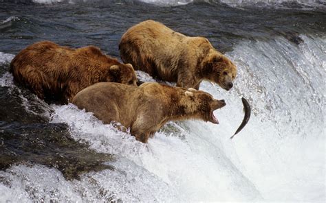 Brown Bears Alaska Facebook Covers | Wallpapers HD