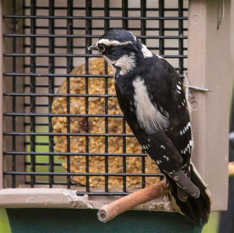 vegan suet | Real Gardens Grow Natives Bird Suet, Moth Species, Northern Flicker, Song Sparrow ...