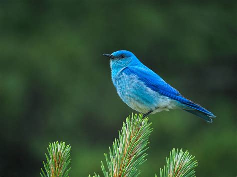 Mountain Bluebird | Audubon Field Guide