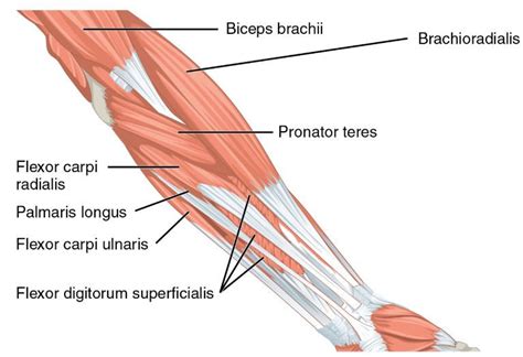 Elbow Pain After Yardwork? Here's Why