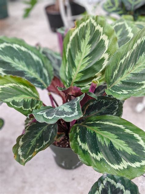 Calathea Care: Caring for Different Calathea Varieties (2022)