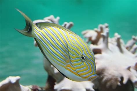 Clown Tang For Sale (Acanthurus lineatus). TOP Care facts. Reefs4Less.com