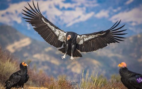 What to do if the California condor visits your home | by U.S. Fish and Wildlife Service | Medium