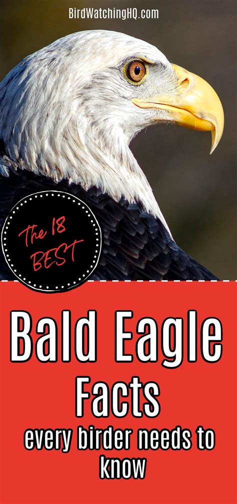 18 Bald Eagle Facts That Will Make You Soar With Joy! | Bald eagle ...