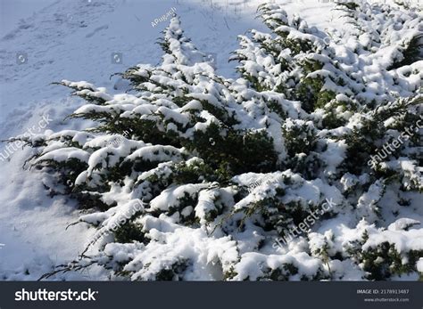 7,430 Juniper Snow Images, Stock Photos & Vectors | Shutterstock