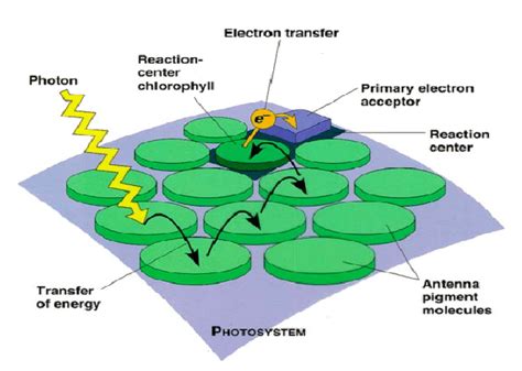 Compartimentalization of light harvesting and charge separation ...