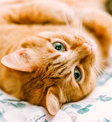 15 Orange Cat Breeds You Should Know – PureWow