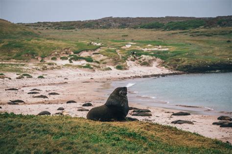 The raw and wild power of the remote Auckland Islands - Young Adventuress