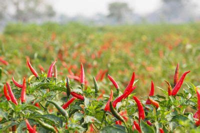 Growing Hot Peppers How To Grow Chili Peppers At Home | gardeningknowhow