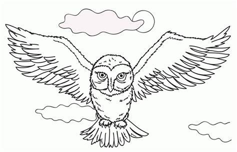 Harry Potter Hedwig Drawing at GetDrawings | Free download