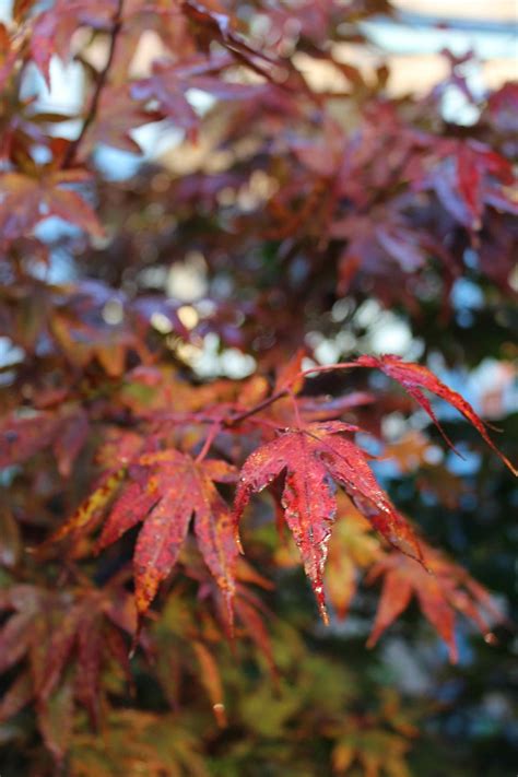 Fall Maple Red - Free photo on Pixabay - Pixabay