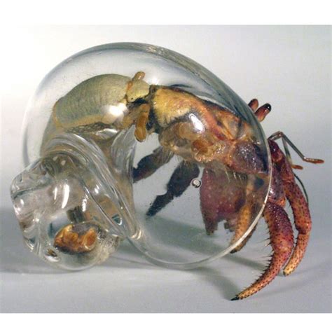 Large Clear Glass Hermit Crab Shell | dugrenier