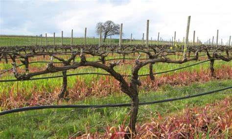 How to Trim Muscadine Vines - Gardener Corner