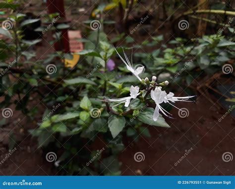 Orthosiphon Aristatus Flower Stock Image - Image of kucing, flower ...