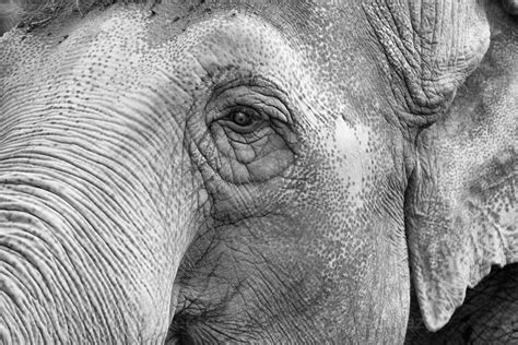 elephant eye close up detail 17366704 Stock Photo at Vecteezy