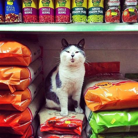 Bodega Cats on Instagram: “@sebastianheroiu” | Mèo