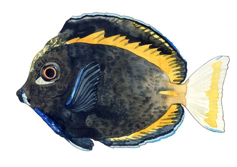 Quick sketches of fish in watercolor :: Behance