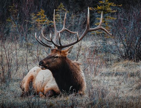 Elk Canada Deer - Free photo on Pixabay