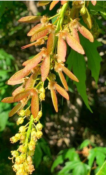 Winged mericarps dispersed by wind • Small flowers with reduced perianth parts (nectaries and ...