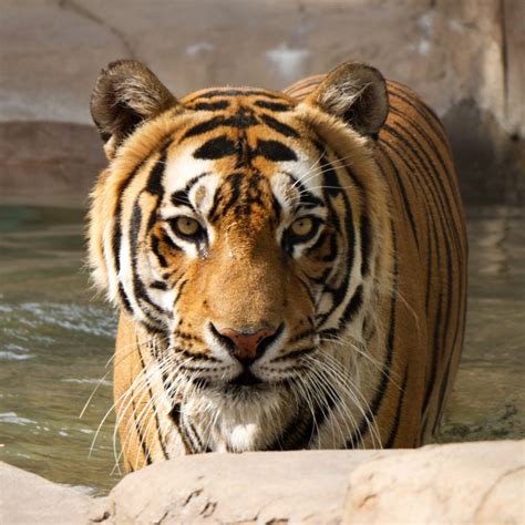 Bengal Tigers - Cat Tales Wildlife Center