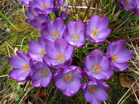 Crocus || Pretty Purple Crocuses Welcome spring!! :-) | Crocus, Daffodils, Flower garden