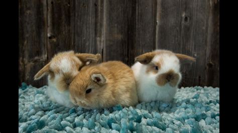 Three Cute Baby Bunnies Playing - YouTube