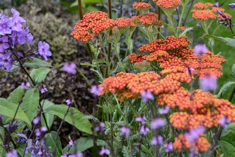 Top Achilleas (Yarrows) to Grow - BBC Gardeners World Magazine