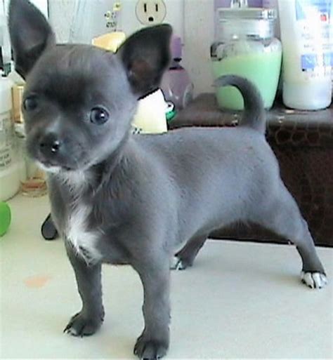 Blue Long Hair Chihuahua Puppy - Bleumoonproductions