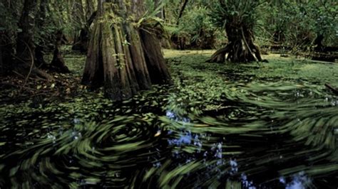 Best American Adventures: Swamp Tromp in Big Cypress National Preserve