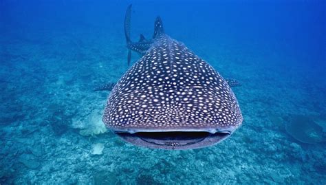 Whale Shark Conservation, Indian Ocean – Explorers Against Extinction