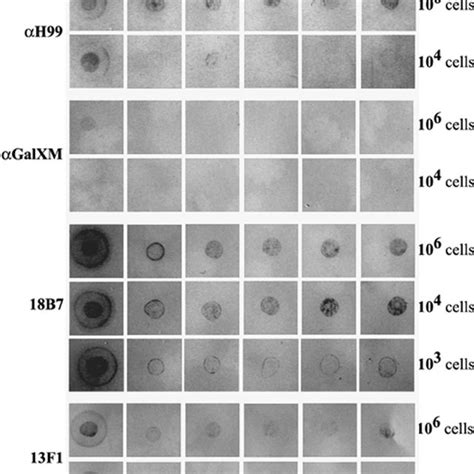 Dot blot analysis of isolated polysaccharides from the C. neoformans... | Download Scientific ...