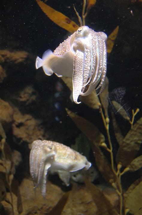 Cuttlefish 2 Free Photo Download | FreeImages