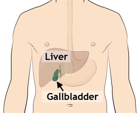 gallbladder-1-546×441 – Fall General Surgery LLC