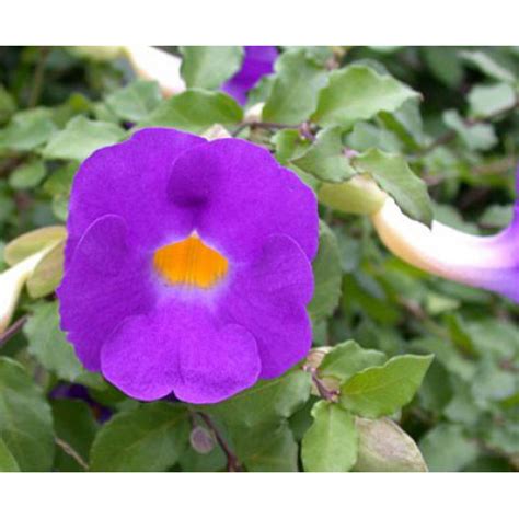 Thunbergia erecta