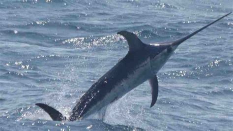 Amazing World News: Chinese Fisheman Catches Gigantic 13 Foot/4 Metres Swordfish Weighing 309Kg