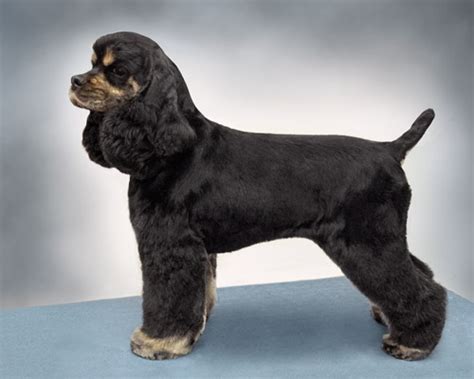 American Cocker Spaniel Suburban & Field Trims - PetGroomer.com Magazine