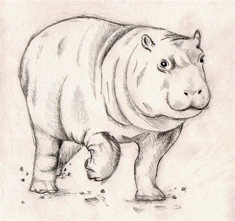 Baby Hippo Sketch by o00gem00o on DeviantArt