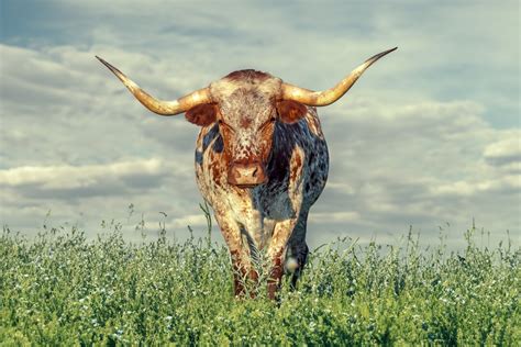 Longhorn, Texas, Cattle - Etsy