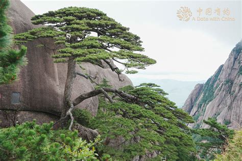 Iconic pine on China's Huangshan Mountain undergoes comprehensive ...