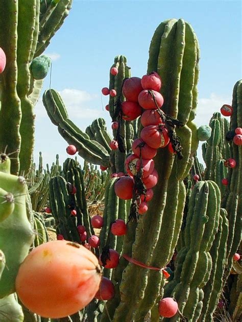 Cereus repandus (Peruvian Apple) | Edible Landscape | Cactus, Cactus ...