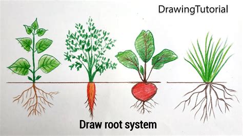 Taproot And Fibrous Root Diagram