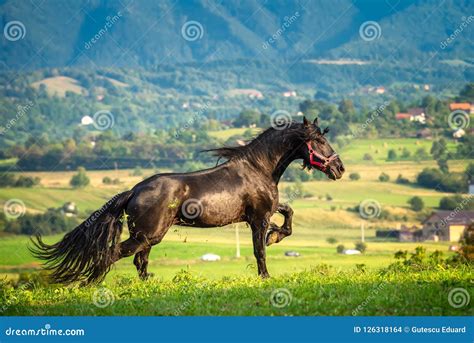 Black Friesian Horse Running at the Mountain Farm in Romania, Black ...