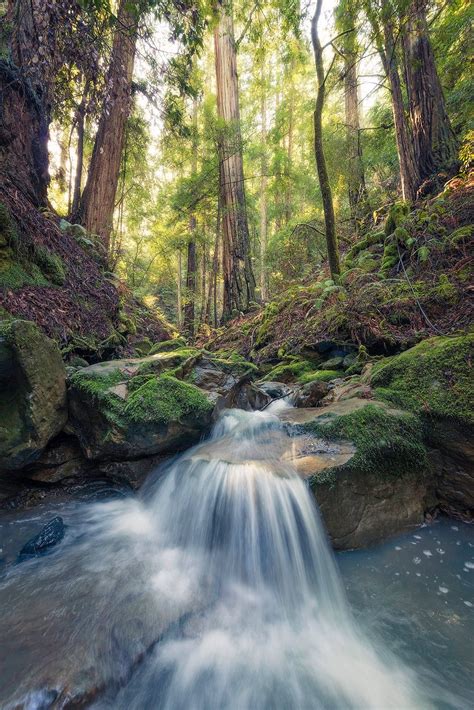 Largest Old-Growth Coast Redwood Forest in Private Hands Now ...