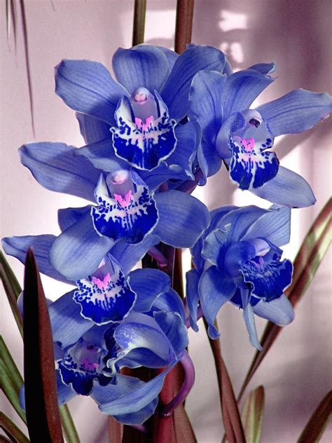 orquideas azules by Lizzy-85 on DeviantArt