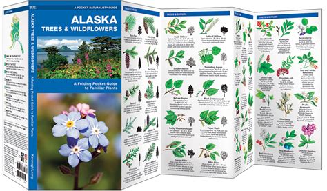 Alaska Trees & Wildflowers (Pocket Naturalist® Guide)